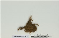 藏品(灰苔科)的圖片